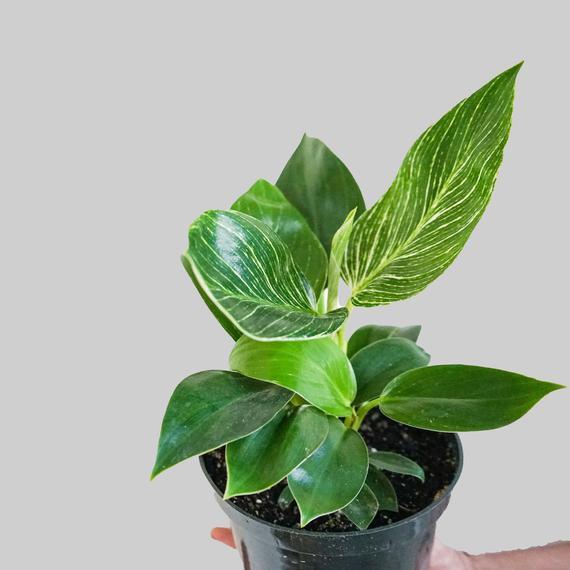 Philodendron Birkin- live house plant