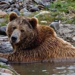 Montana Grizzly Encounter