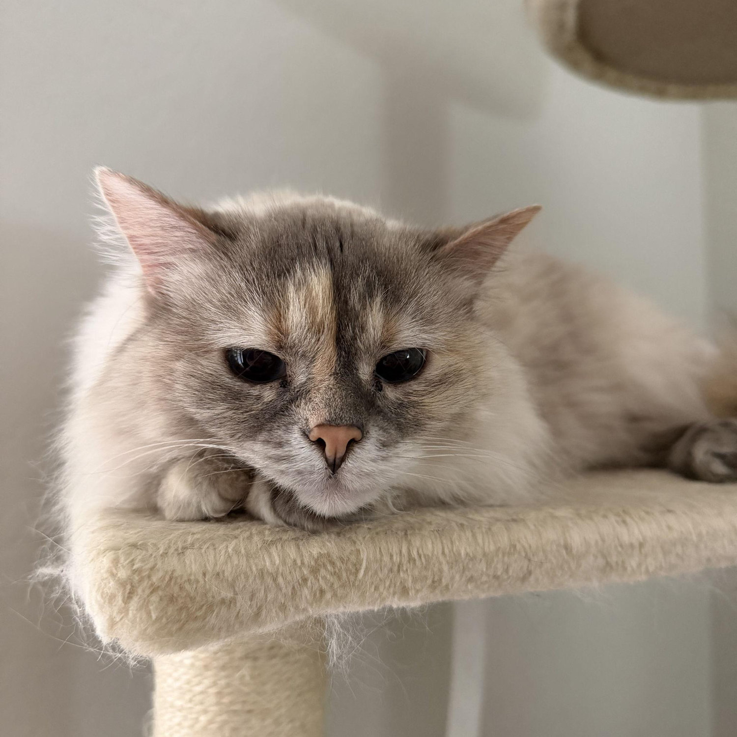 Daphne <3