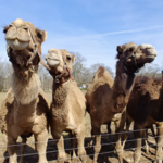 Pettit Creek Farms