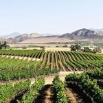 Wine tasting in Los Olivos and Santa Ynez
