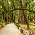 Henry Cowell Redwoods State Park