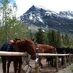 Horseback Riding