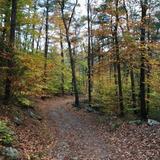 Whitney and Thayer Woods