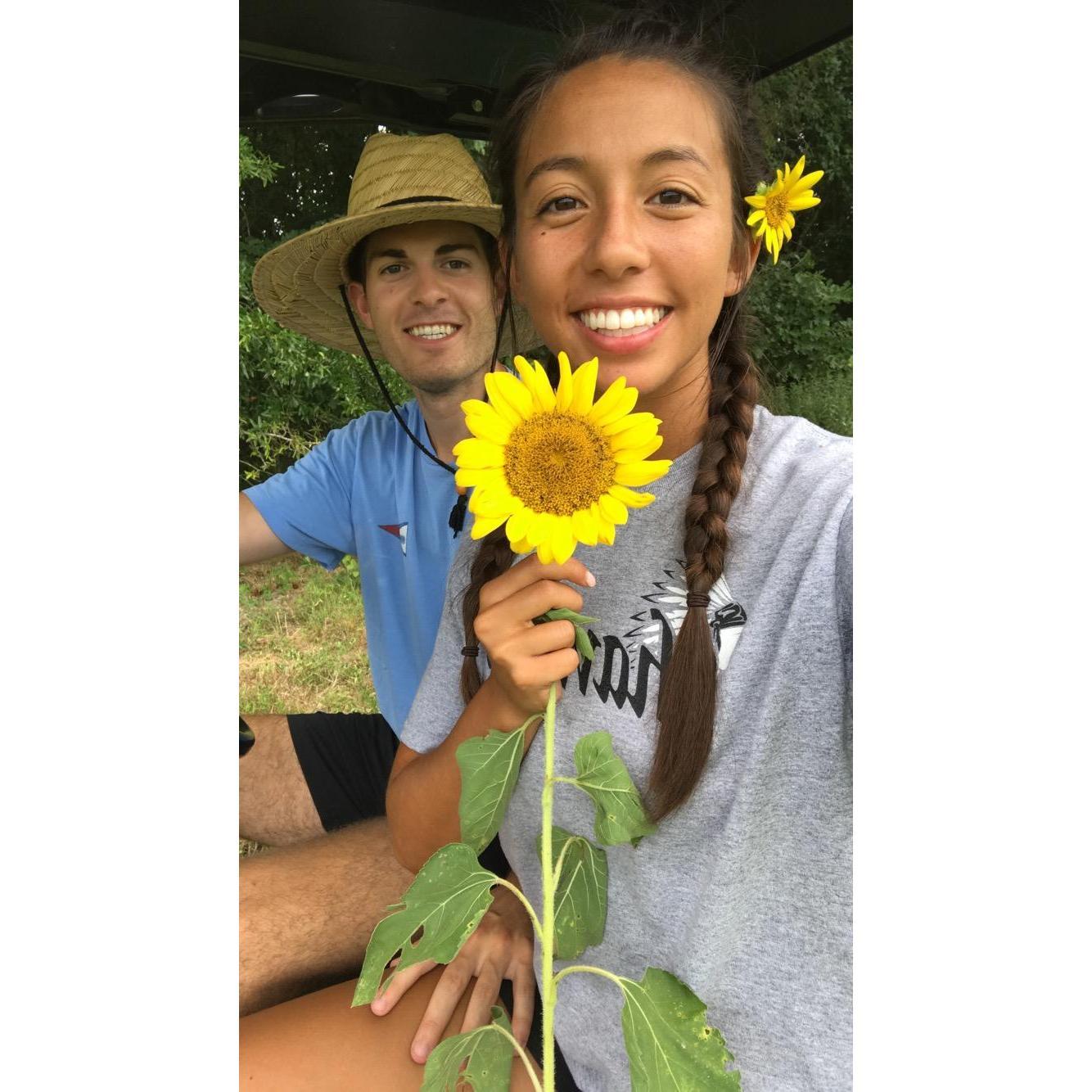 Bret planted me 2 acres of sunflowers!