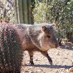 Arizona-Sonora Desert Museum