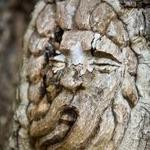 St. Simons Tree Spirits