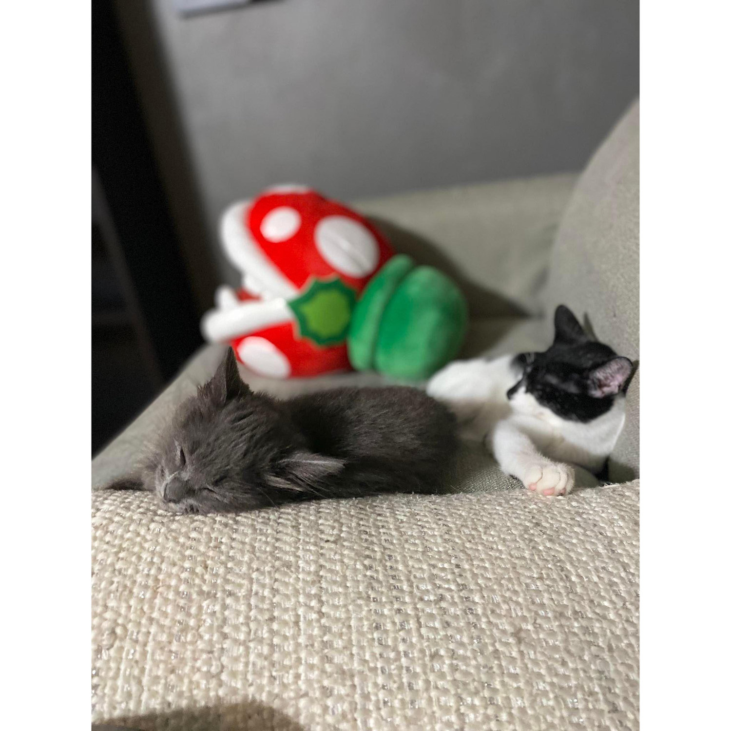 We adopted 2 new additions to the family :)