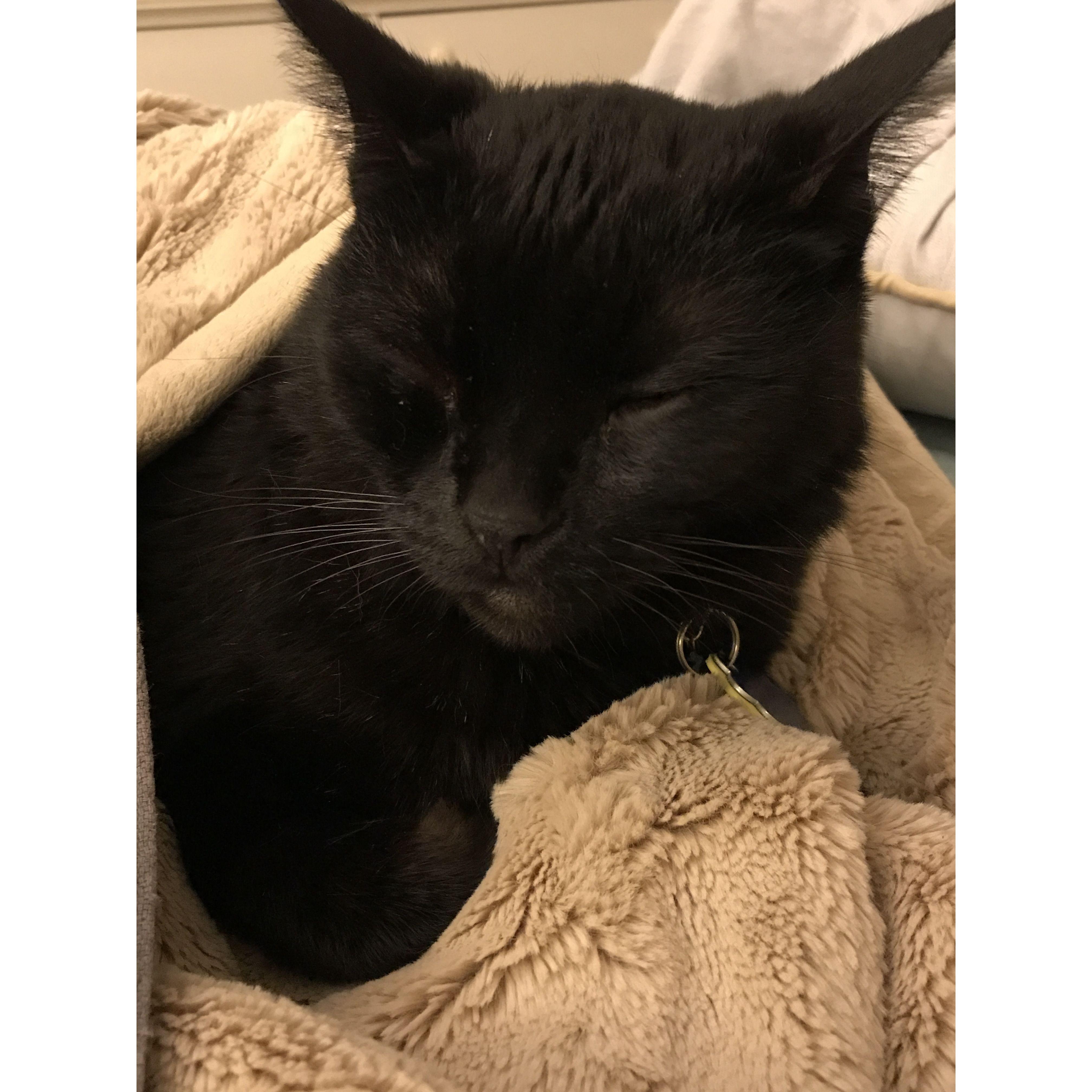 Our sweet baby Shadow, our second kitty, may he rest in peace