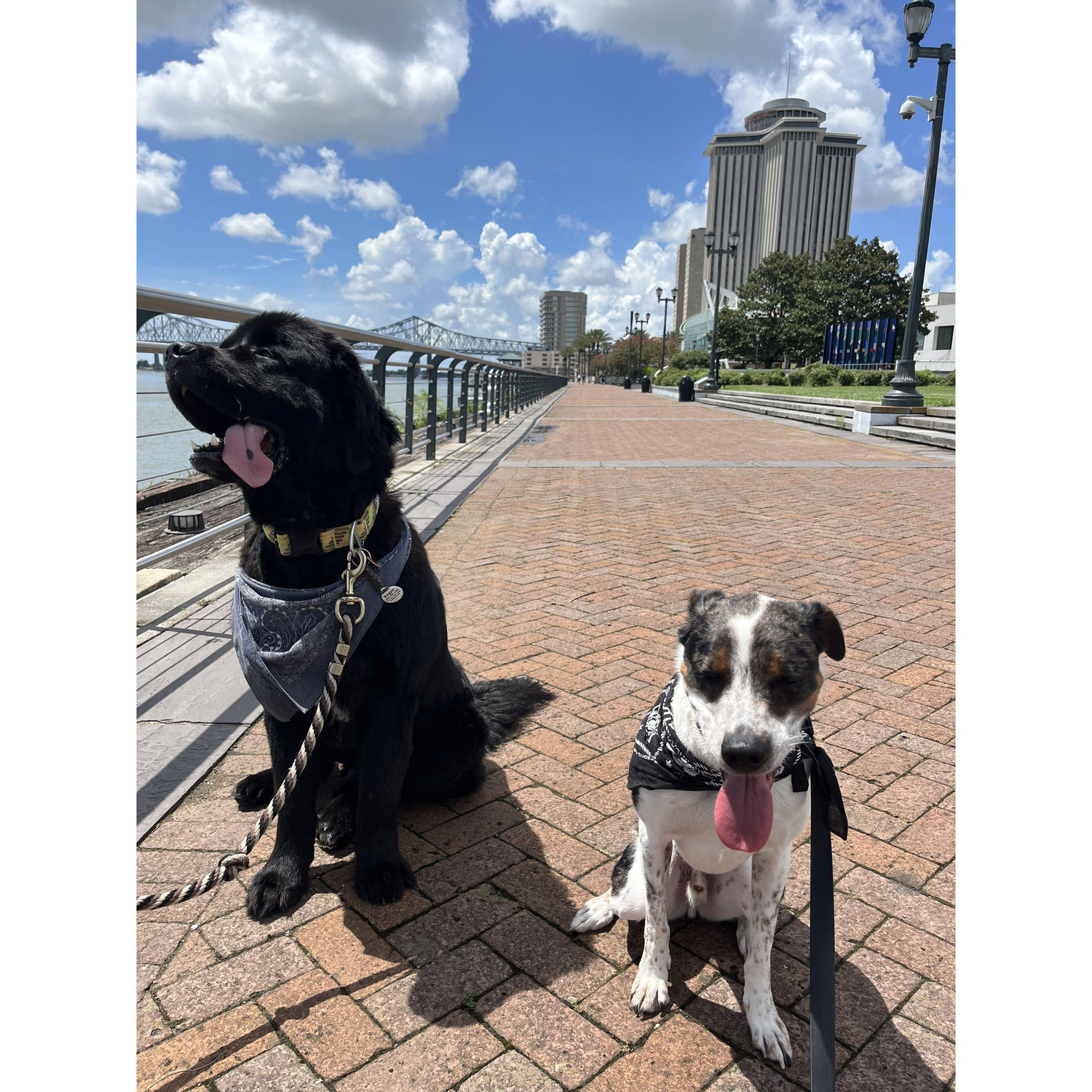 Hot Louisiana Dogs