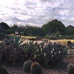 Desert Botanical Garden