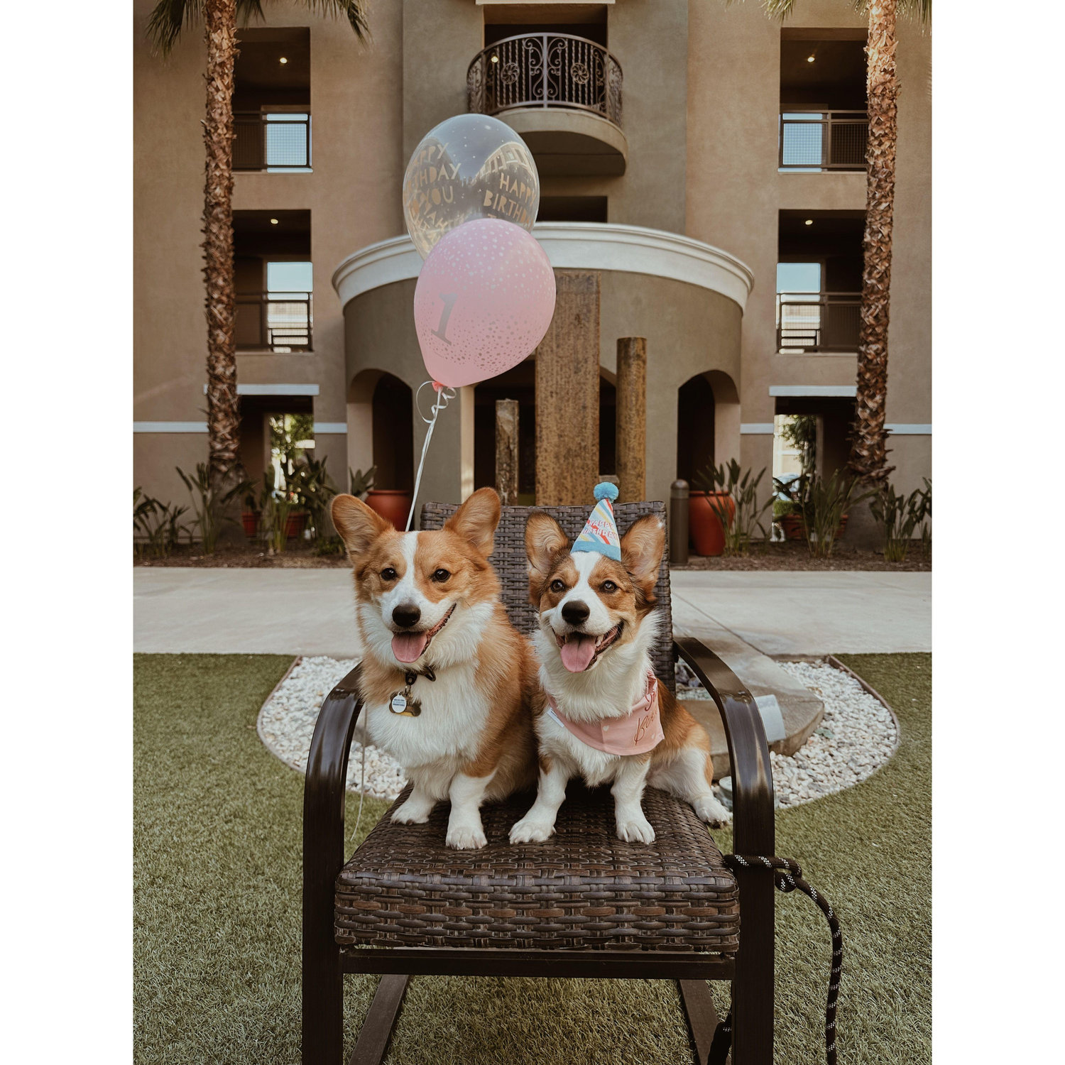 Eevee’s 1st Birthday!!