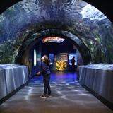 Newport Aquarium