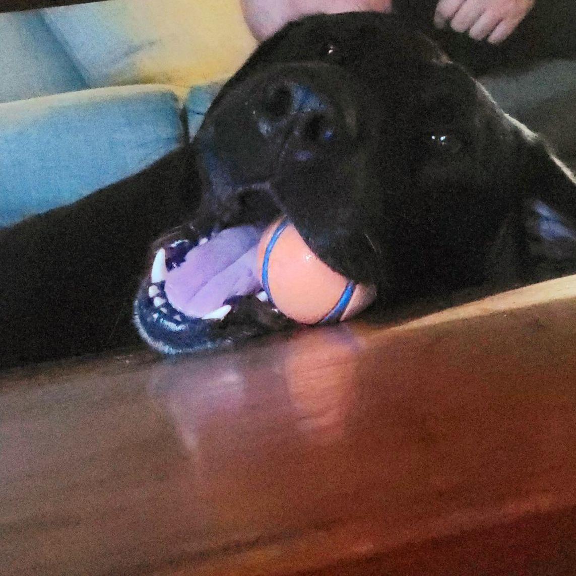Fur Baby Revy