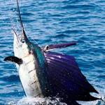 Fishing Charter