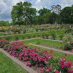 Tyler Rose Garden