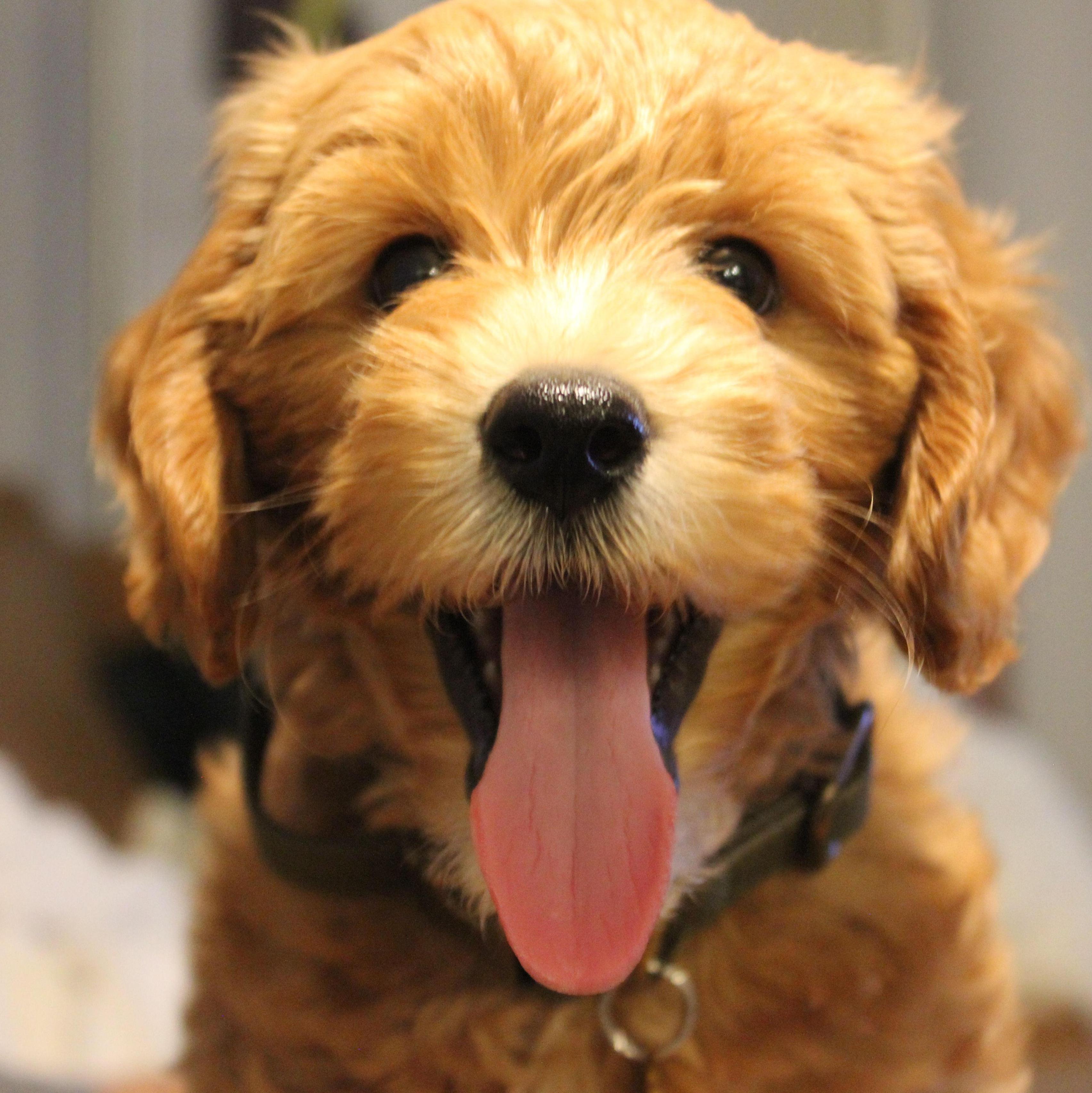 November 2nd, 2024: Gus joins the family!