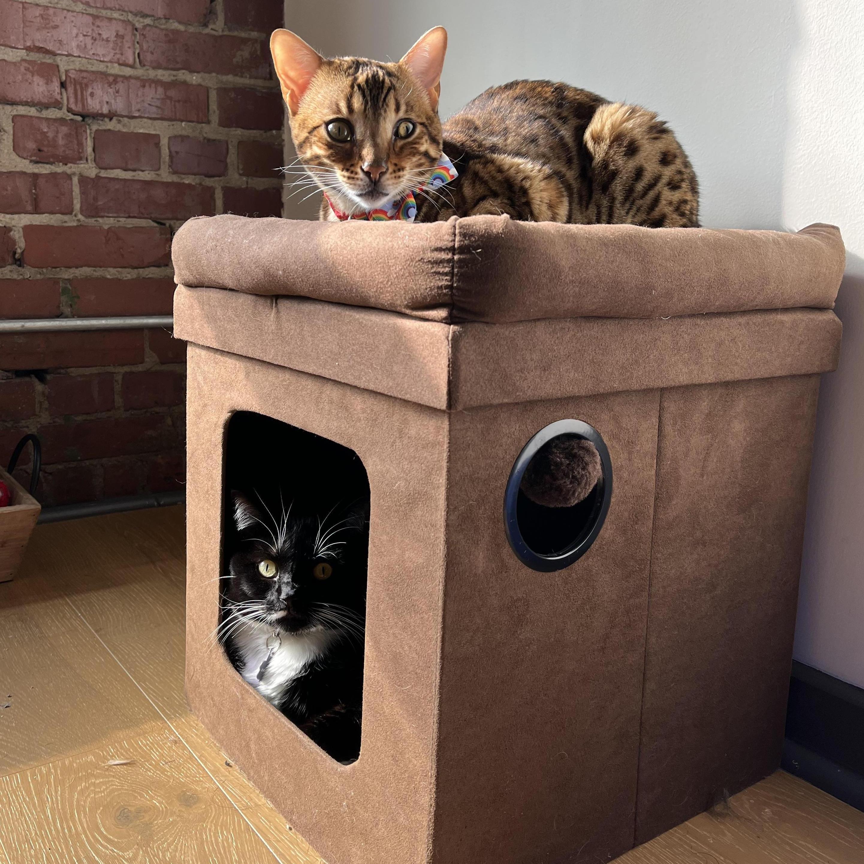 Maple and Ember. Richmond, Virginia