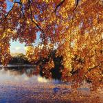 The Morton Arboretum