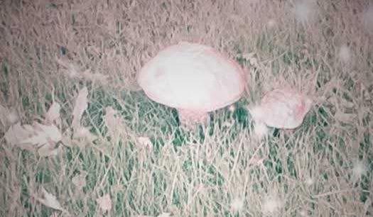 The Wedding Website of Sierra Nicole Guarino and Jeffery Alan Williams