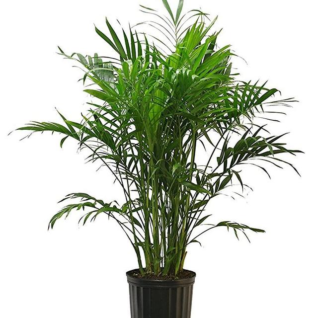 Costa Farms Cat Palm, Chamaedorea cataractarum, Live Plant, in Grower Pot, 3-Feet Tall