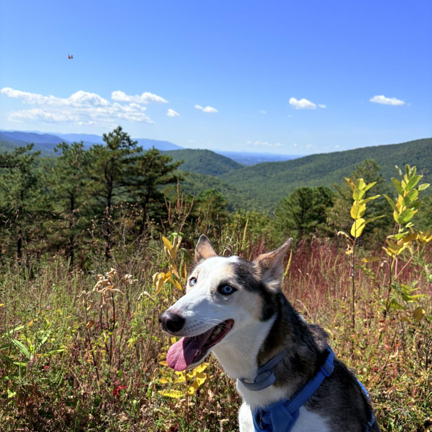 Shenandoah National Park