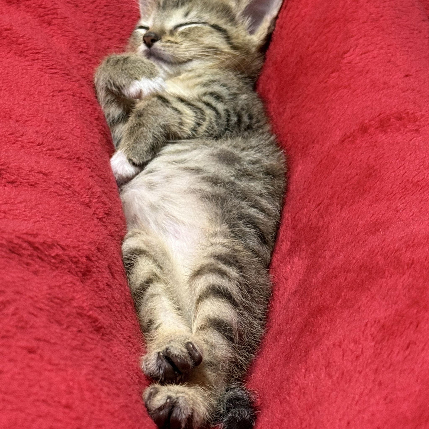 One of the twins napping on Robert.