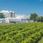 Bishop Estate Vineyard and Winery