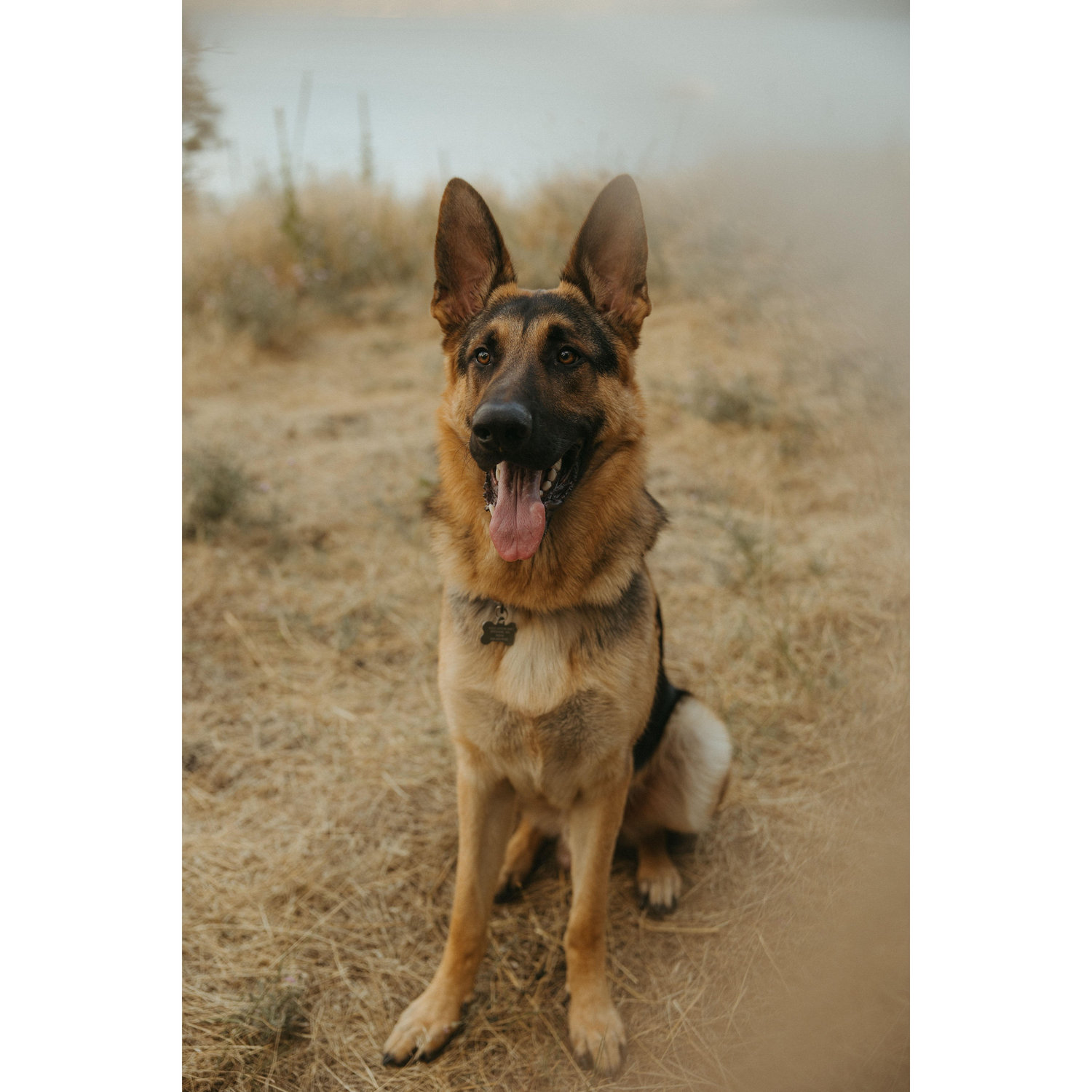 Our handsome mister man, Koda!