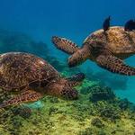 Turtle Canyon Catamaran Snorkel Cruise