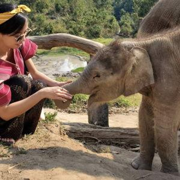 Overnight Stay in Elephant Sanctuary