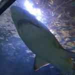 SEA LIFE Sydney Aquarium
