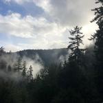 Henry Cowell Redwoods State Park