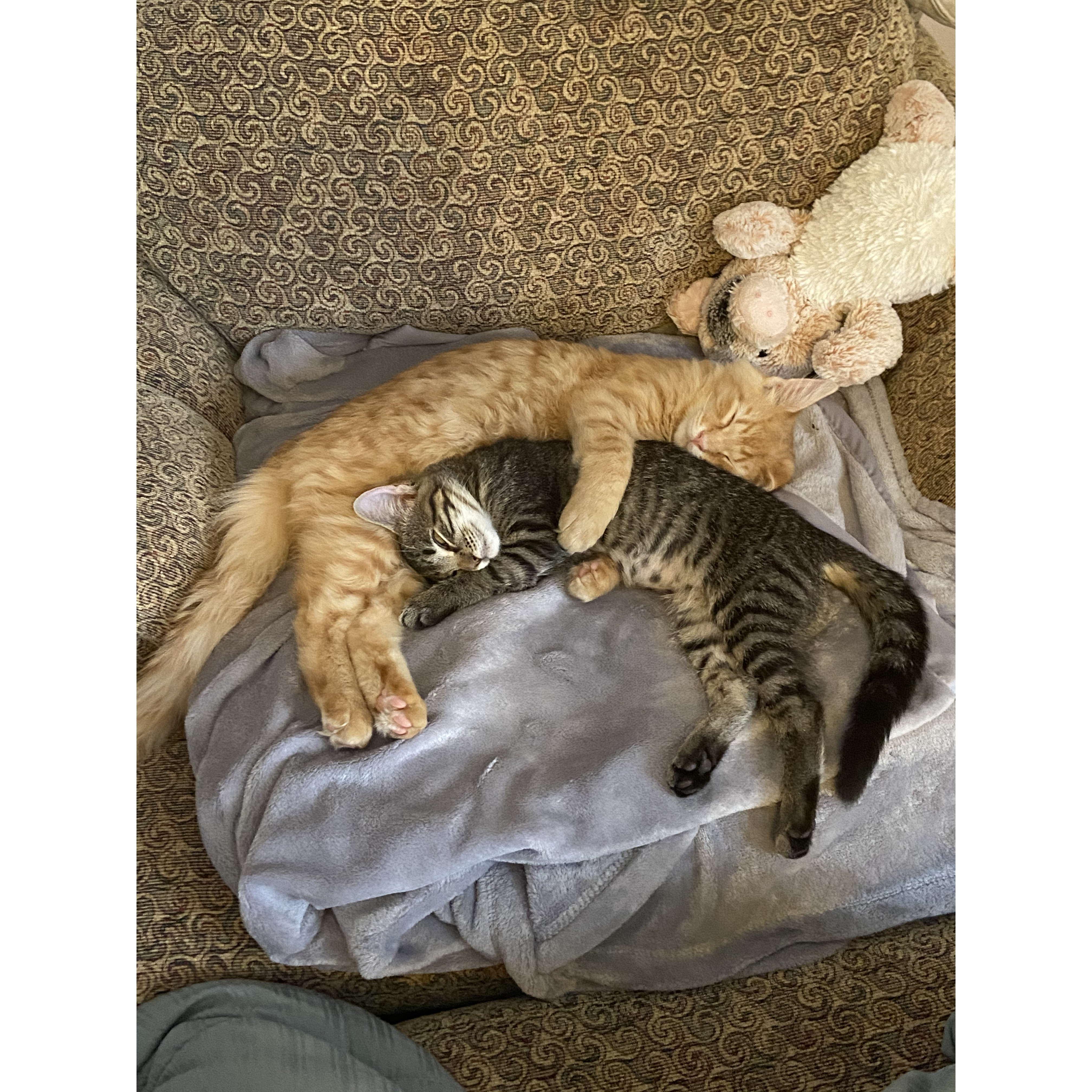 Quarantine kittens Hammy and Chessy come home with us from the KS Humane Society - life would never be the same!