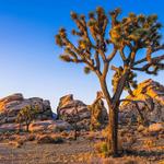Joshua Tree National Park