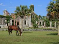 Cumberland Island National Seashore