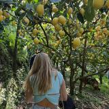 Visit La Masseria Lemon Farm for Olive Oil Tasting, Limoncello Making & a Home Cooked Meal