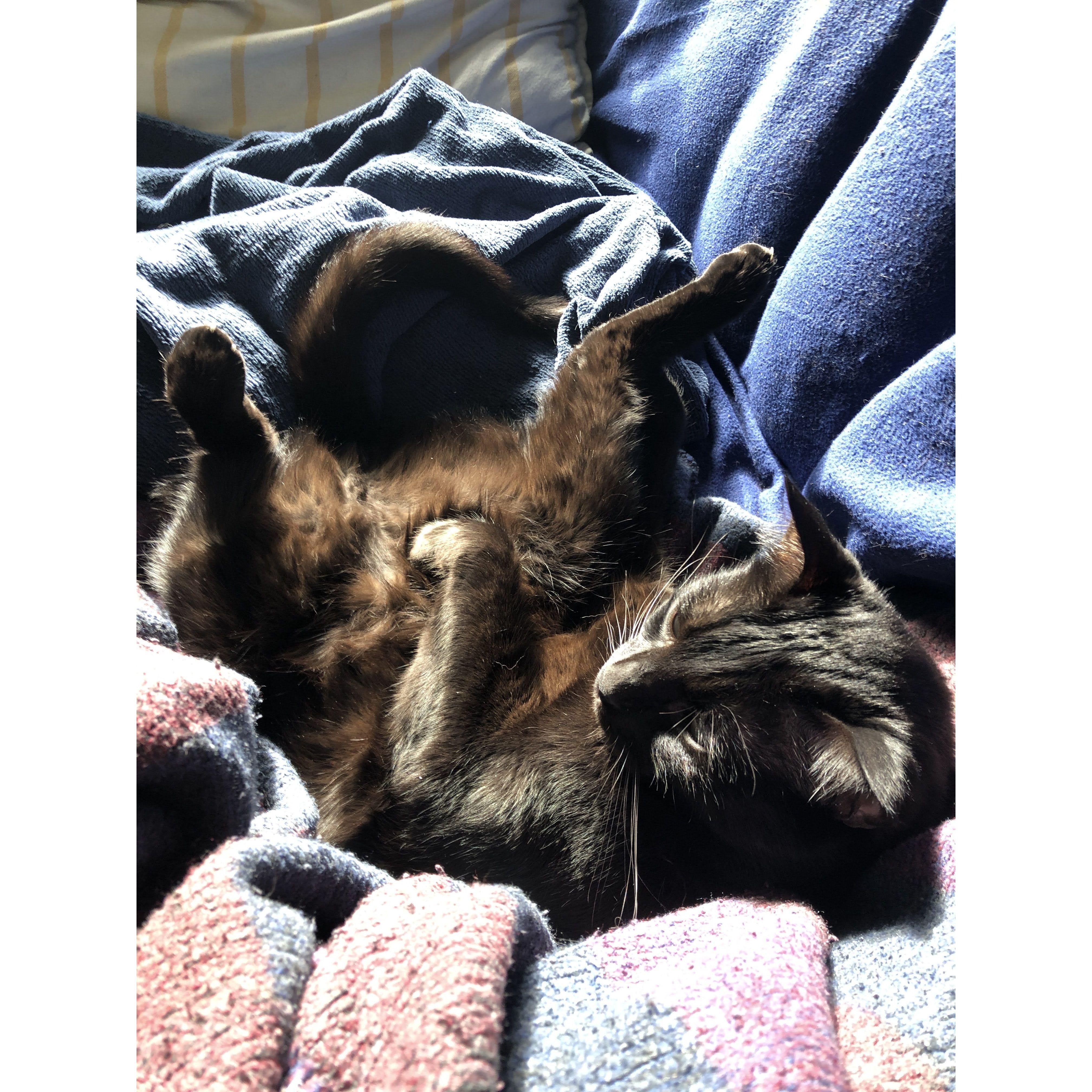 Onyx, the furriest member of our little family!