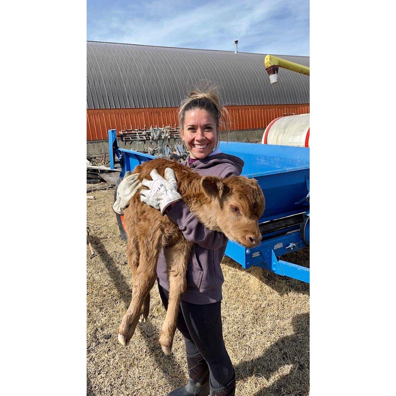 More calves to round up.
