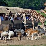 Global Wildlife Center