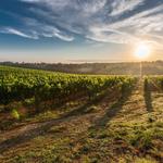 TOURS: Wine Tasting