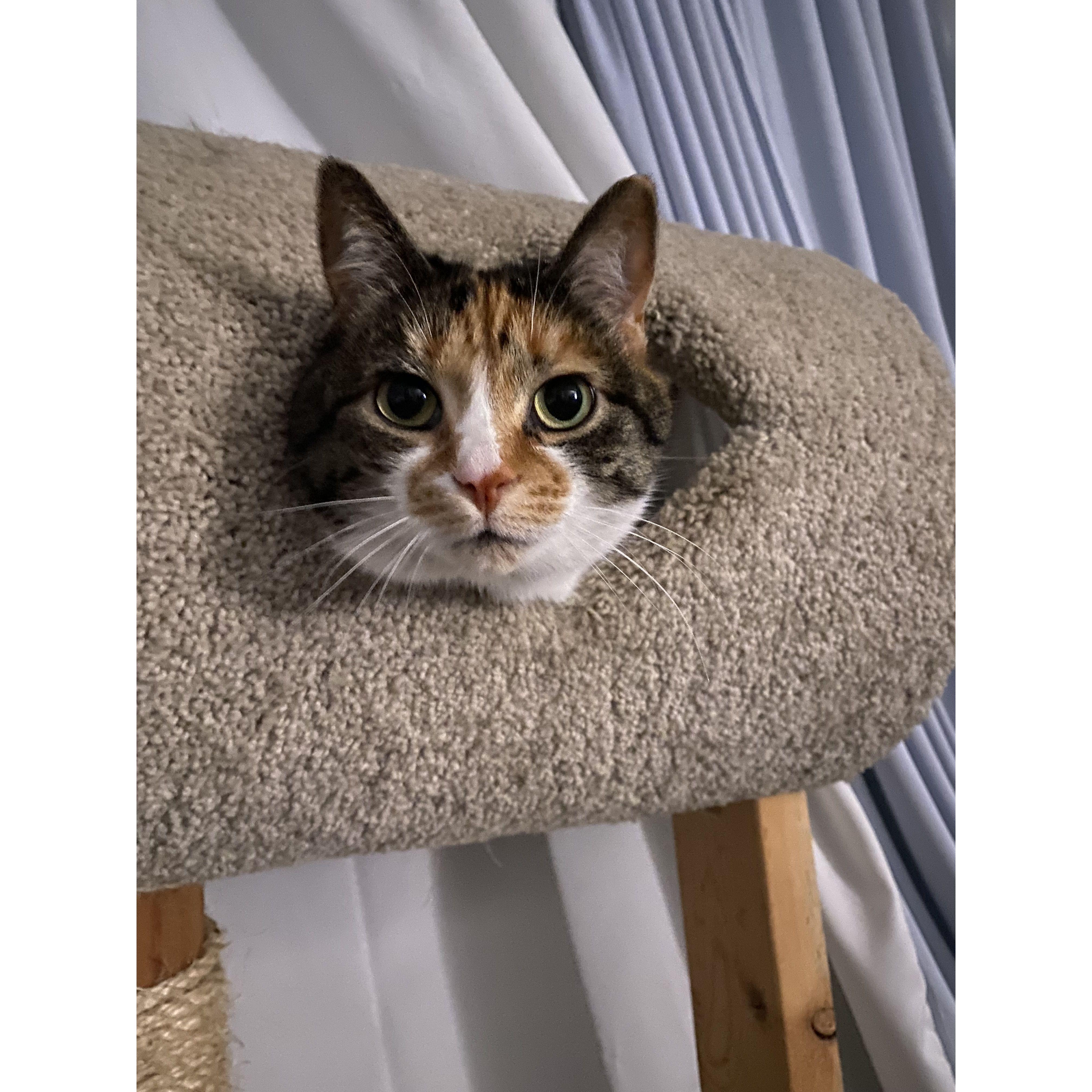 Our cat, Riley! Nabu adopted her when he found her on a friend's farm in 2016.