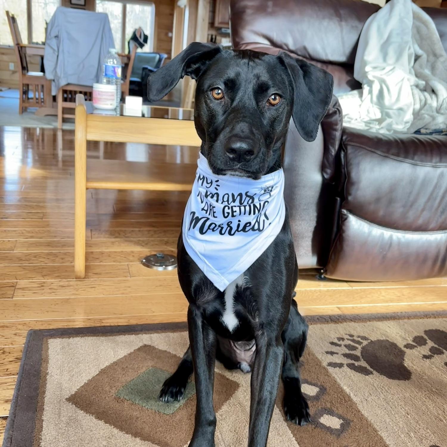 Lily helped with the proposal with a "My Humans are Getting Married" bandana!