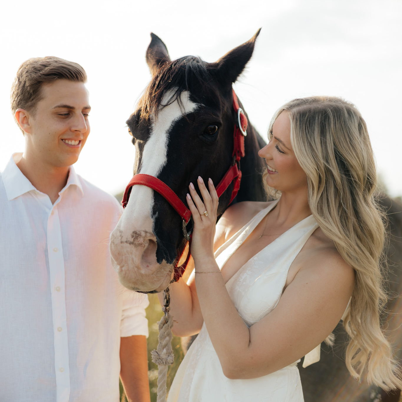 Chief the Horse