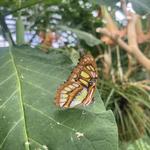 The Gardens on Spring Creek Butterfly House