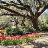 Airlie Gardens