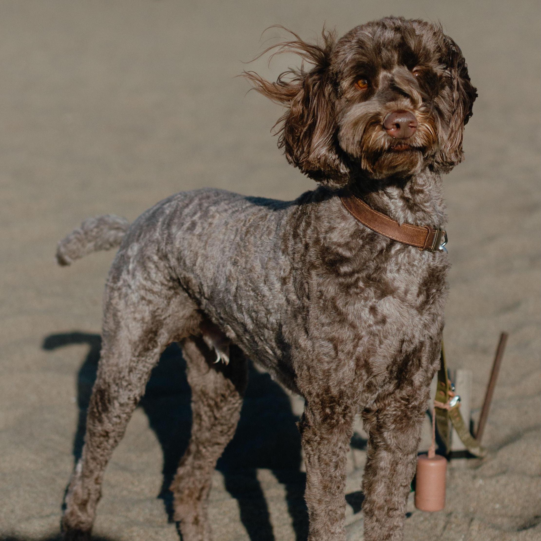 the real star of the show