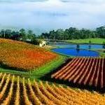 Yarra Valley Wine Tasting Tours