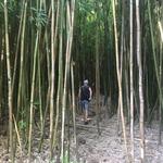 Hana Highway