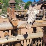 Cheyenne Mountain Zoo